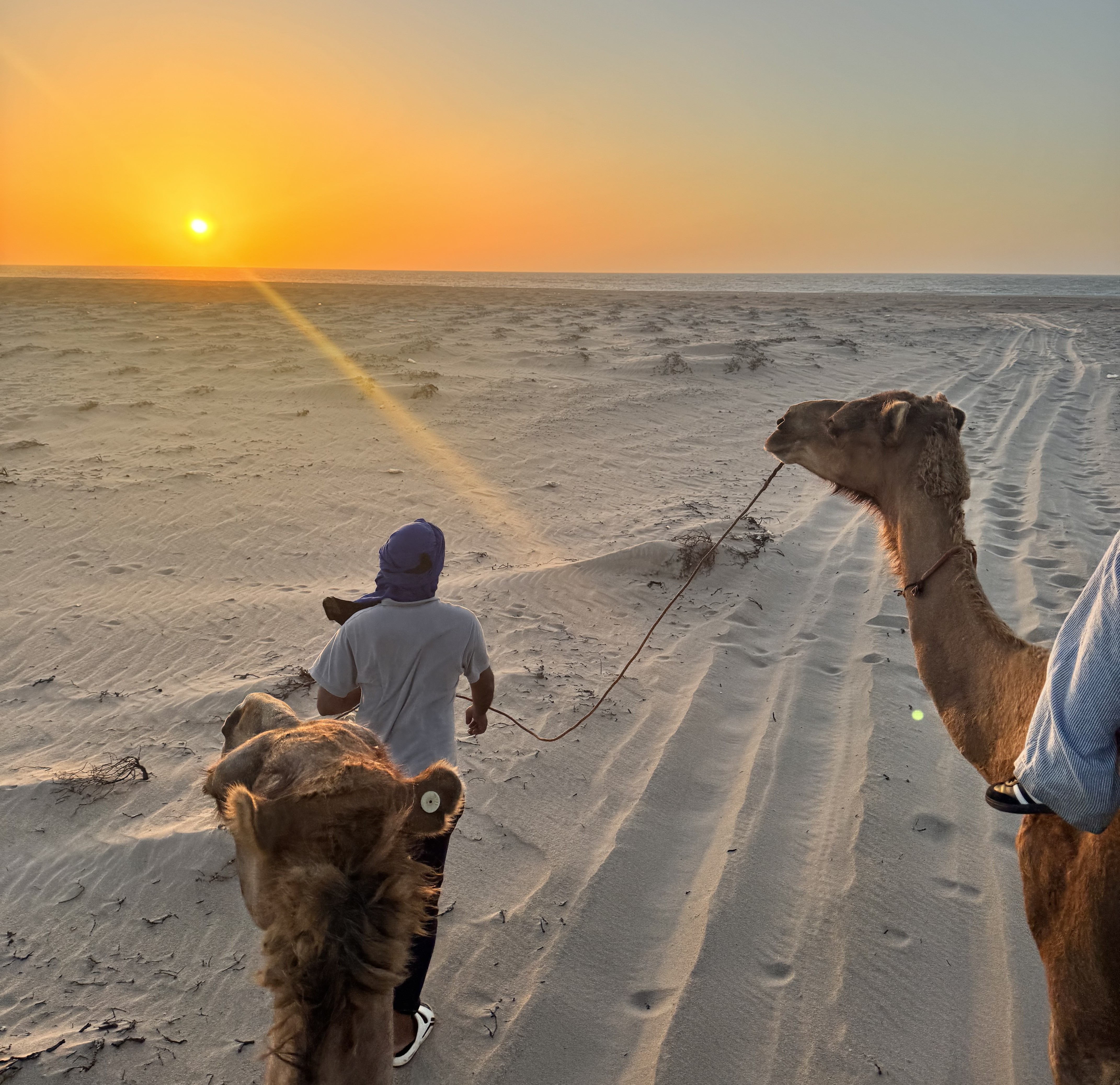 Balade à dos de chameau dans le désert de Dakhla